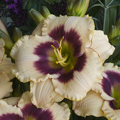 Hemerocallis 'Blueberry Candy'