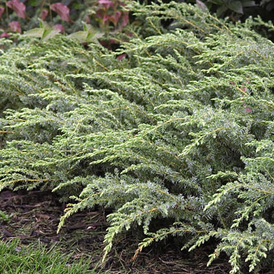 Juniperus com. var. d. 'Blueberry Delight'