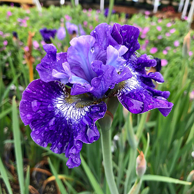 Iris s. 'Blueberry Fair'
