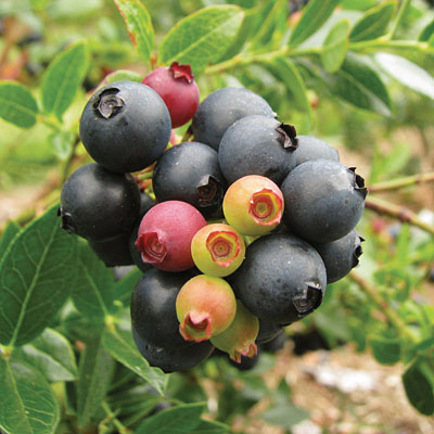 Vaccinium x 'Blueberry Glaze'