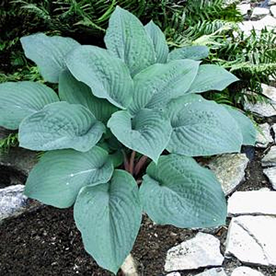 Hosta 'Blueberry Muffin'
