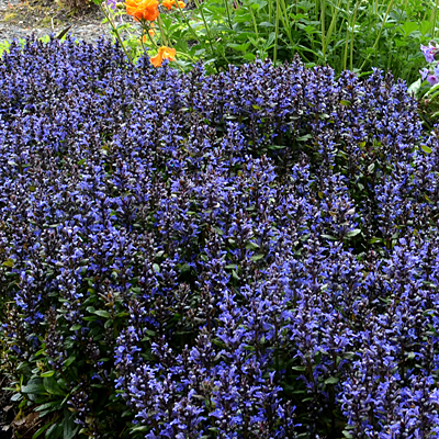 Ajuga x t. 'Blueberry Muffin'