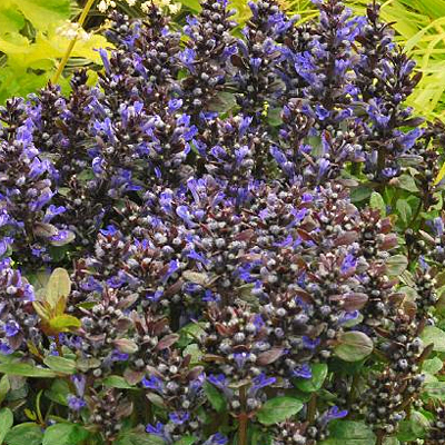 Ajuga r. 'Blueberry Muffin'
