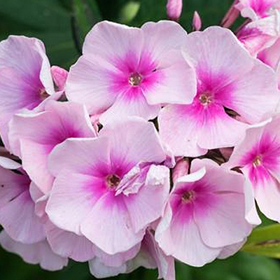 Phlox p. 'Volcano Blush Shades'