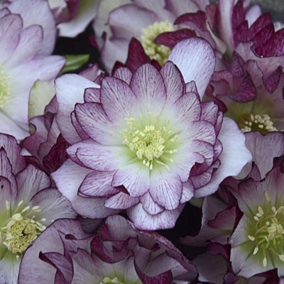 Helleborus x 'Blushing Bridesmaid'