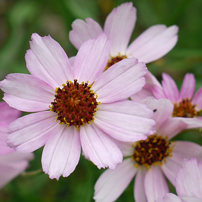 Coreopsis x 'Blushing Pink'