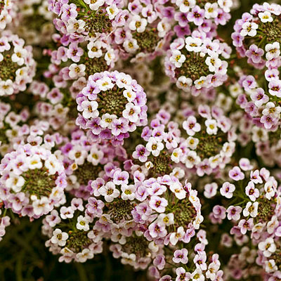 Alyssum 'Blushing Princess'