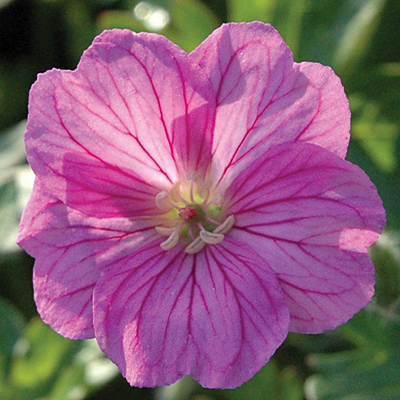 Geranium x 'Blushing Turtle'