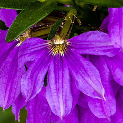 Scaevola 'Bombay Dark Blue'