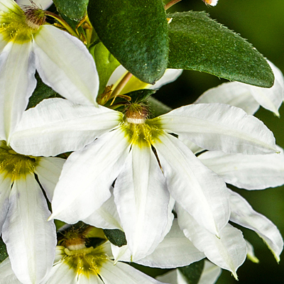 Scaevola 'Bombay White'