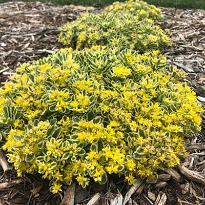 Sedum x 'Boogie Woogie'
