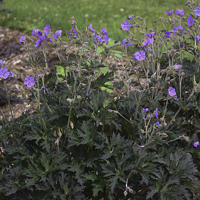 Geranium p. 'Boom Chocolatta'