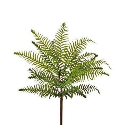 Fern - Natural Touch Boston Bush