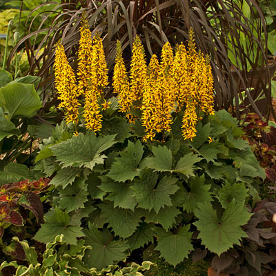 Ligularia x 'Bottle Rocket'
