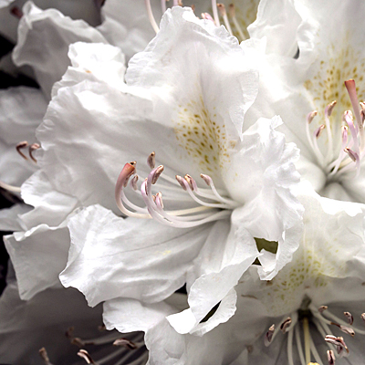 Rhododendron 'Boule De Neige'