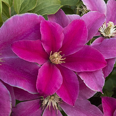 Clematis 'Boulevard Acropolis'
