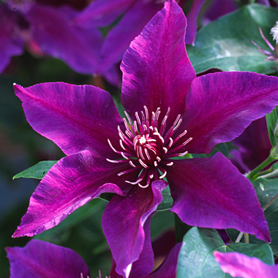 Clematis 'Boulevard Fleuri'