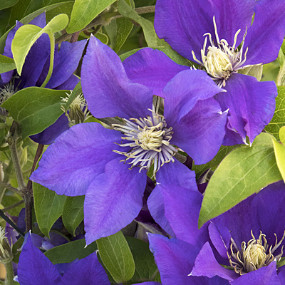 Clematis 'Boulevard Olympia'