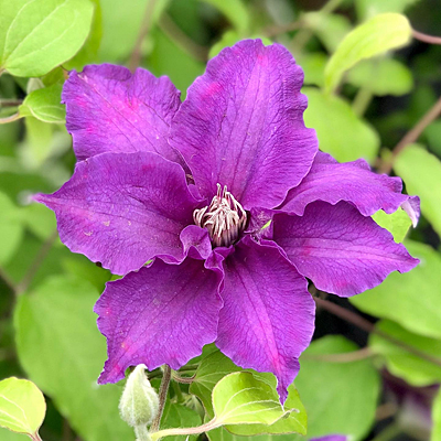 Clematis 'Boulevard Sacha'