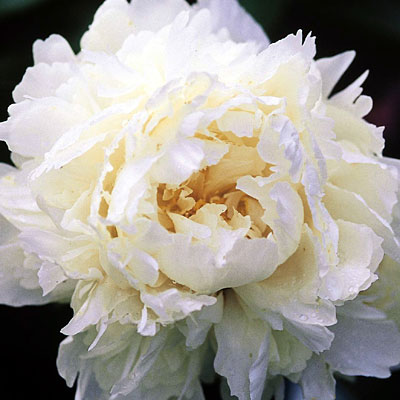 Paeonia l. 'Bowl of Cream'