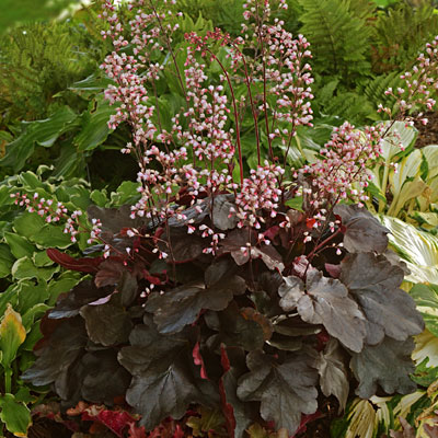 Heuchera x 'Dolce Brazen Raisin'