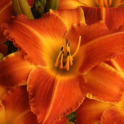 Hemerocallis 'Bright Sunset'