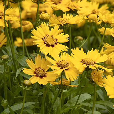 Coreopsis g. 'Solanna Bright Touch'