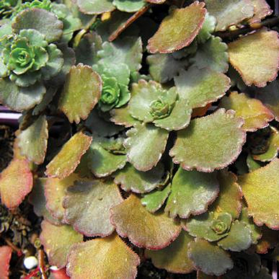 Sedum spur. 'Bronze Carpet'