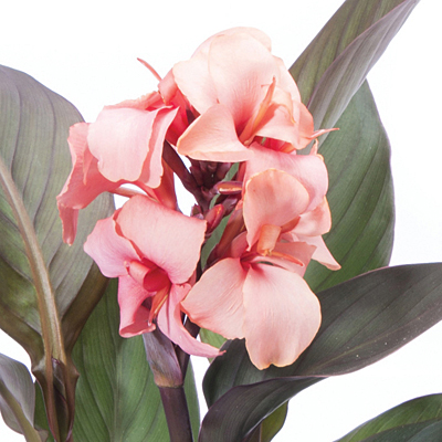 Canna 'Cannova Bronze Peach'