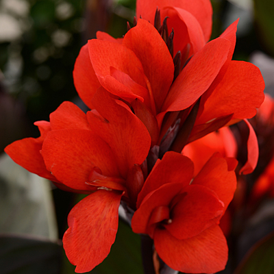 Canna 'Cannova Bronze Scarlet'
