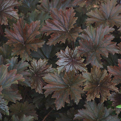 Heuchera v. 'Bronze Wave'