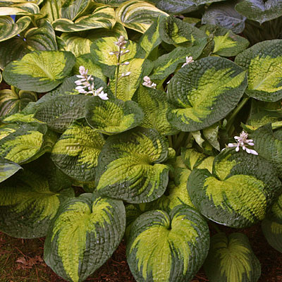 Hosta 'Brother Stefan'