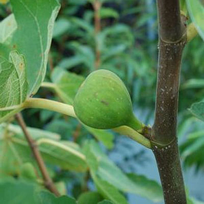 Ficus c. 'Verns Brown Turkey'