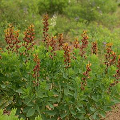 Baptisia x 'Brownie Points'