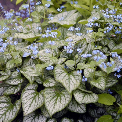 Brunnera m. 'Jack Frost'