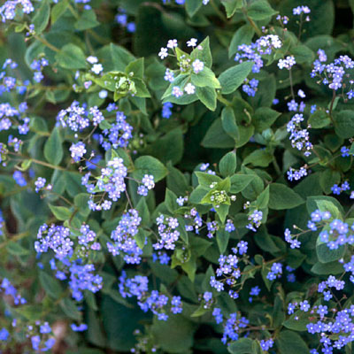Brunnera macrophylla