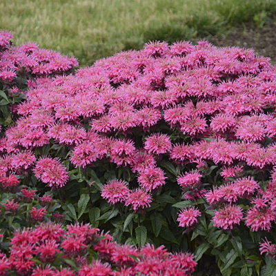 Monarda d. 'Bubblegum Blast'