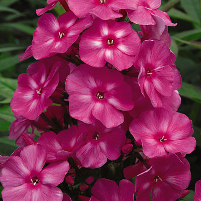 Phlox p. 'Bubblegum Pink'