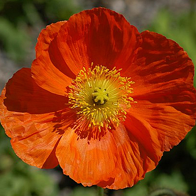 Papaver n. 'Champagne Bubbles Orange'