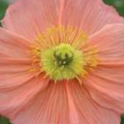 Papaver n. 'Champagne Bubbles Pink'