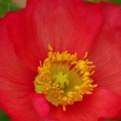 Papaver n. 'Champagne Bubbles Scarlet'