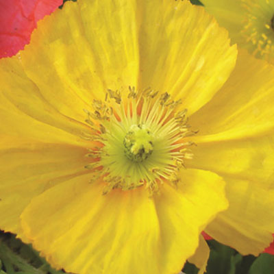 Papaver n. 'Champagne Bubbles Yellow'