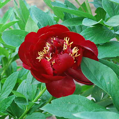 Paeonia l. 'Buckeye Belle'