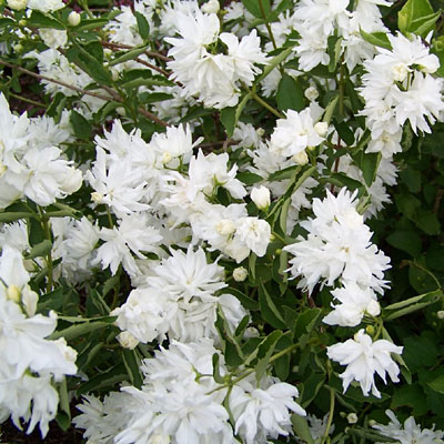 Philadelphus