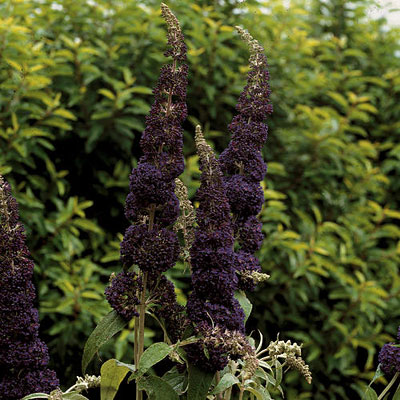 Buddleia d. 'Adonis Blue'