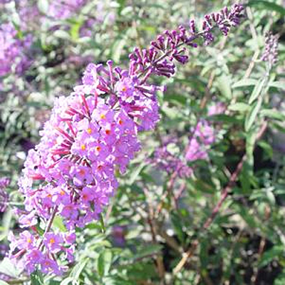 Buddleia d. 'Nanho Blue'