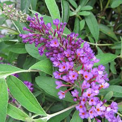 Buddleia d. 'Nanho Purple'