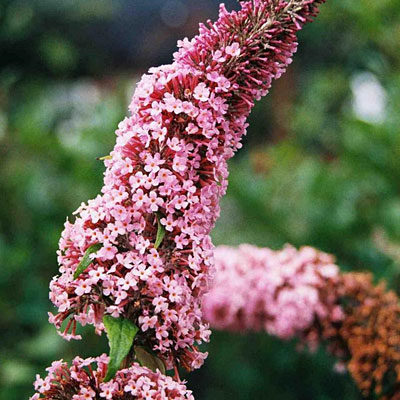 Buddleia d. 'Pink Delight'