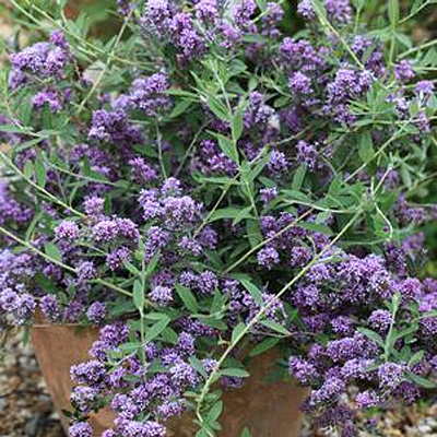 Buddleia a. 'Unique'
