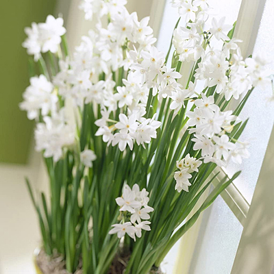 Bulbs - Paperwhite